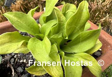 Hosta Gold Hearted Mouse